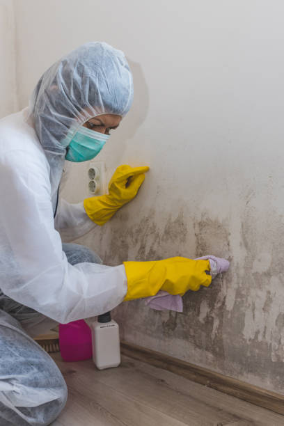 Trusted Goldendale, WA Mold Removal Experts