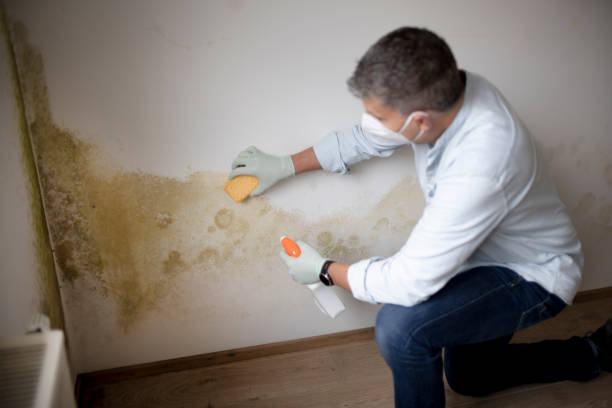 Best Comprehensive Air Testing for Mold Contaminants  in Goldendale, WA