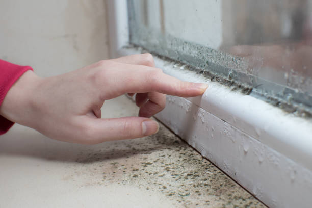 Best Emergency Mold Remediation  in Goldendale, WA